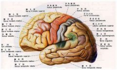 腦萎縮能活多久？